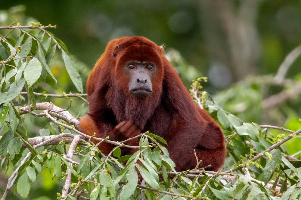 colombia bird photo tour