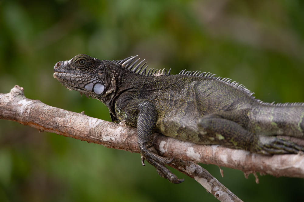 colombia bird photo tour