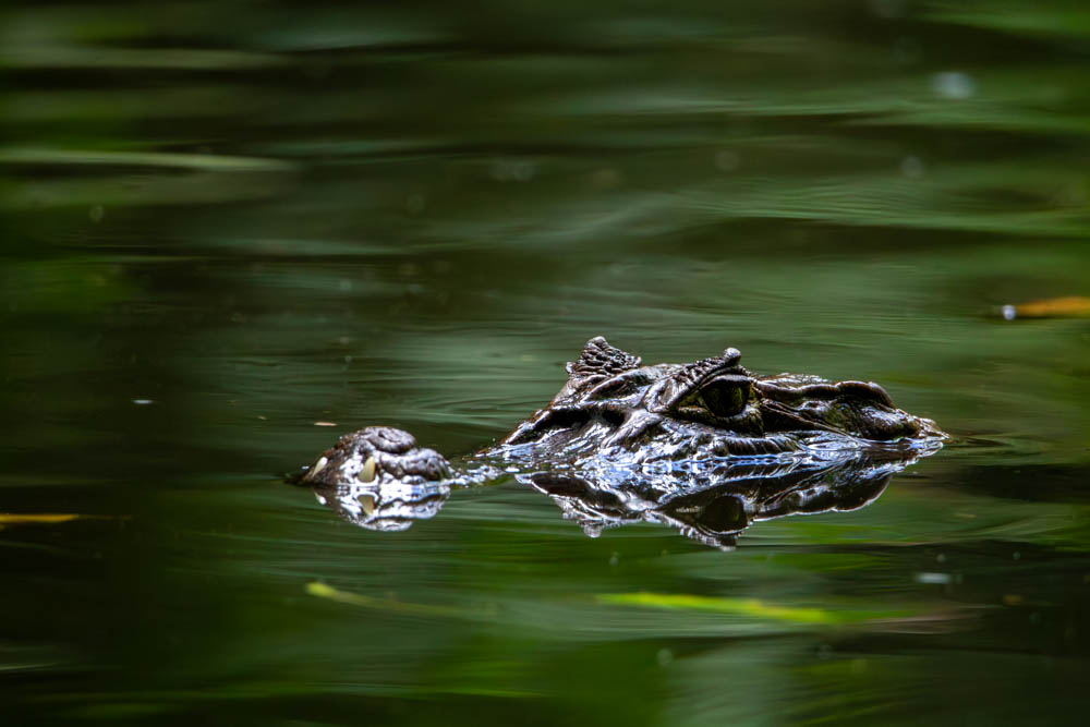 costa rica bird photo tour