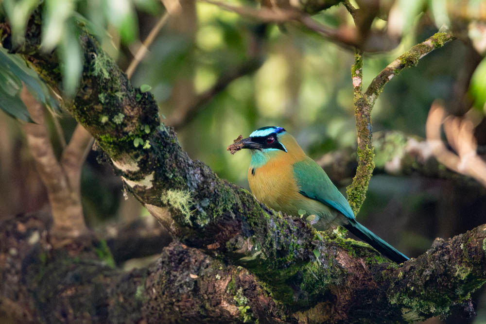 costa rica bird photo tour