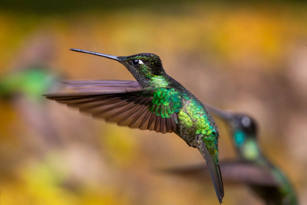 costa rica bird photo tour